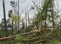 Lasy Państwowe: 30 tys. ha lasów do całkowitego odnowienia