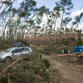 Lasy Państwowe: To największa klęska w dziejach polskiego leśnictwa