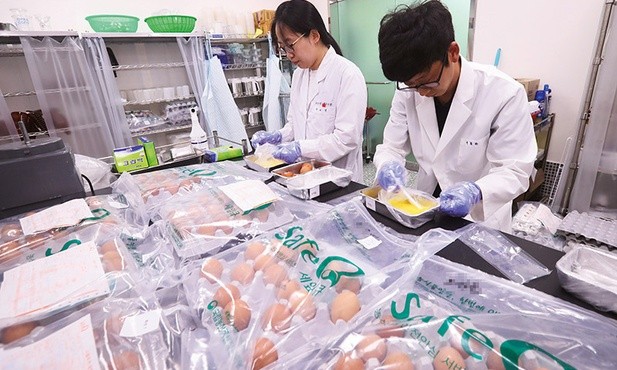 Pracownicy Krajowej Izby Zarządzania Jakością Produktów Rolnych w Korei Południowej sprawdzają, czy dostarczone przez farmy jaja nie są zanieczyszczone fipronilem.