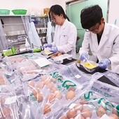 Pracownicy Krajowej Izby Zarządzania Jakością Produktów Rolnych w Korei Południowej sprawdzają, czy dostarczone przez farmy jaja nie są zanieczyszczone fipronilem.