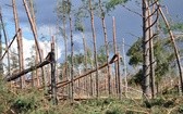 Pomoc w usuwaniu skutków wichury na Pomorzu