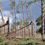 Pomoc w usuwaniu skutków wichury na Pomorzu