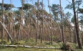 Pomoc w usuwaniu skutków wichury na Pomorzu