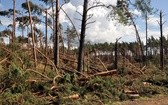 Pomoc w usuwaniu skutków wichury na Pomorzu