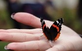 Otwarcie pierwszego w Polsce ogrodu motyli