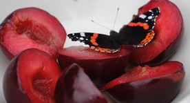 Pierwszy w Polsce ogród motyli
