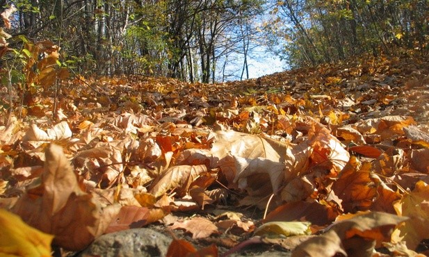 Jesień
