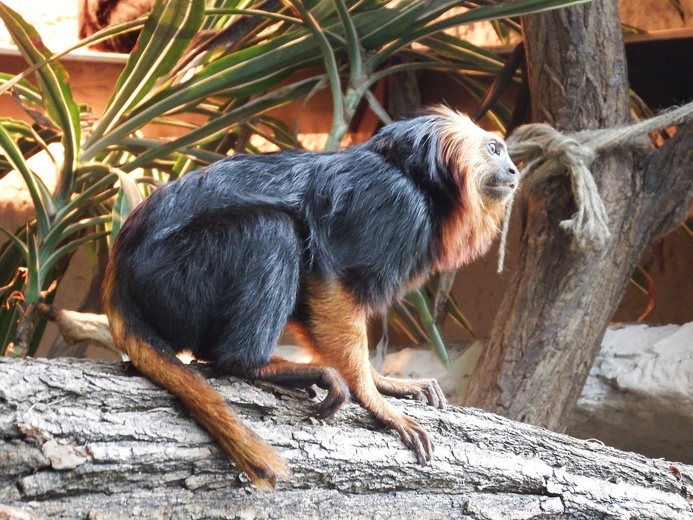 Lwiatki w Śląskim Ogrodzie Zoologicznym