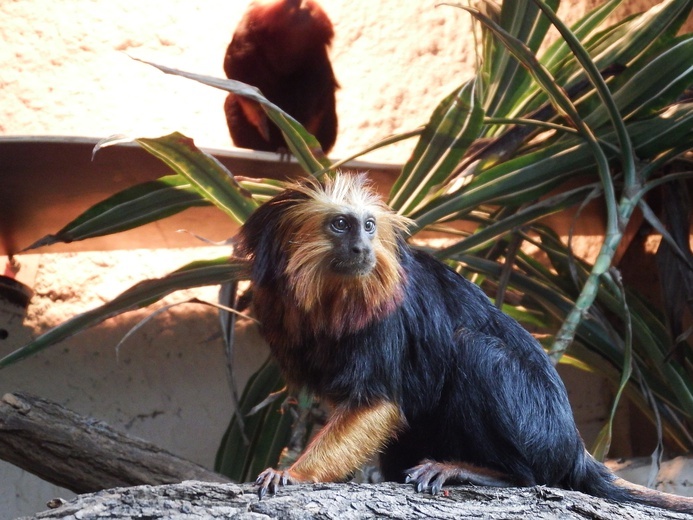 Lwiatki w Śląskim Ogrodzie Zoologicznym