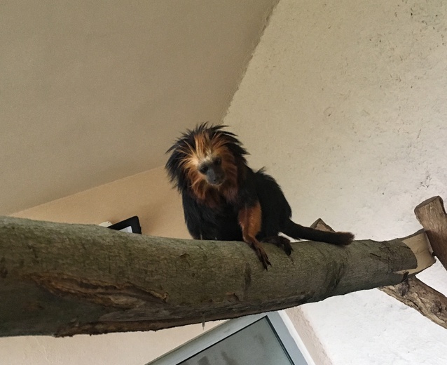 Lwiatki w Śląskim Ogrodzie Zoologicznym