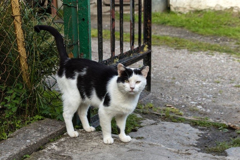Zapad 2017, po naszemu