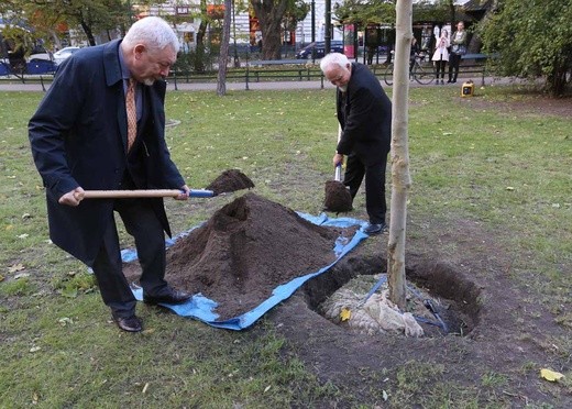 Platan upamiętniający Kościuszkę