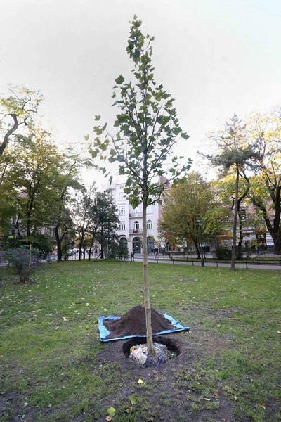 Platan upamiętniający Kościuszkę