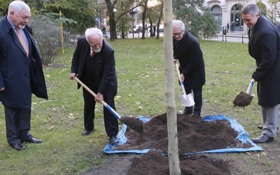 Platan upamiętniający Kościuszkę