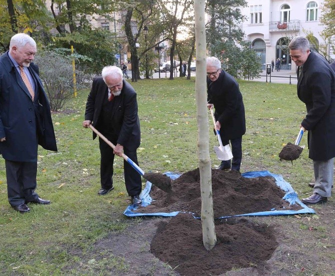 Platan upamiętniający Kościuszkę