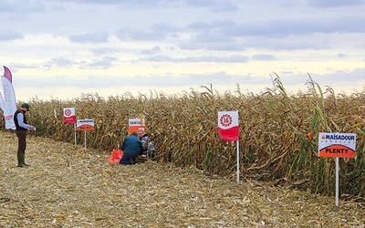 ▲	Żabice urastają do roli regionalnej stolicy uprawy złotych kolb. To nie tylko produkcja i sprzedaż, to także miłość do pracy rolniczej.