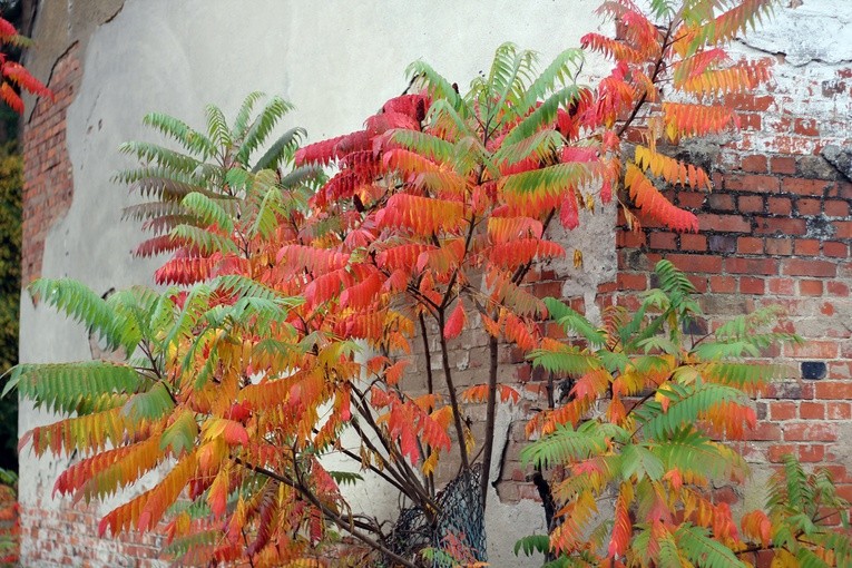 Piesza Pielgrzymka z Brzegu Dolnego do Łososiowic