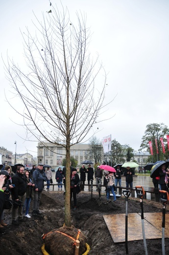 Nowy "Baobab" na placu Litewskim