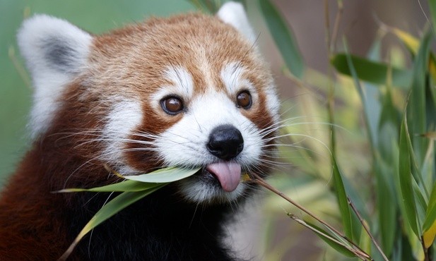 Panda ruda 