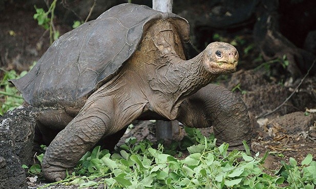 Lonesome George,  czyli Samotny Jurek, sfotografowany w 2012 roku