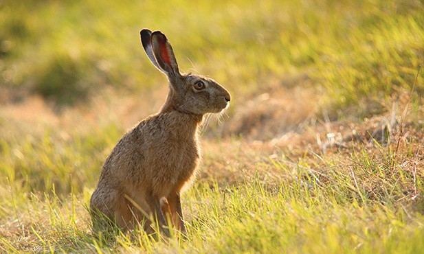 Zając ma wielu wrogów,  ale natura nie pozostawiła go bezbronnym.  Szare futro świetnie maskuje,  a umiejętność szybkiego biegania pozwala mu uciec  od wielu niebezpieczeństw