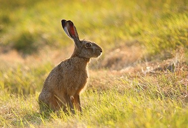 Zając ma wielu wrogów,  ale natura nie pozostawiła go bezbronnym.  Szare futro świetnie maskuje,  a umiejętność szybkiego biegania pozwala mu uciec  od wielu niebezpieczeństw