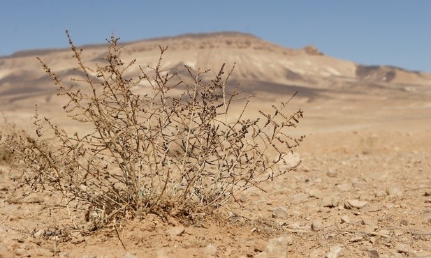 Tylko pustynia docenia bogactwo deszczu