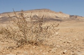 Tylko pustynia docenia bogactwo deszczu