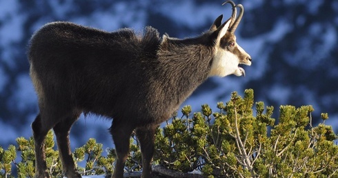 W Tatrach są 1263 kozice