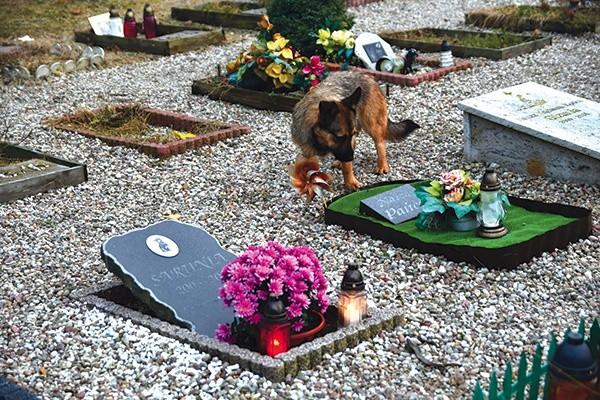 Cmentarz dla zwierząt w Pile. Podobne miejsce funkcjonuje także w Słupsku. Niektórzy zamiast słowa cmentarz używają nazwy  „grzebowisko”.