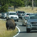 Bizony spacerujące między samochodami to w Yellowstone, najstarszym na świecie parku narodowym, widok codzienny