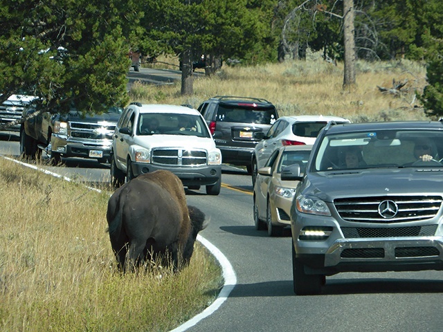 Bizony spacerujące między samochodami to w Yellowstone, najstarszym na świecie parku narodowym, widok codzienny