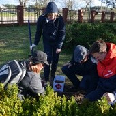 Sadzenie żonkilowych sadzonek z udziami ZS im. L. Bergerowej