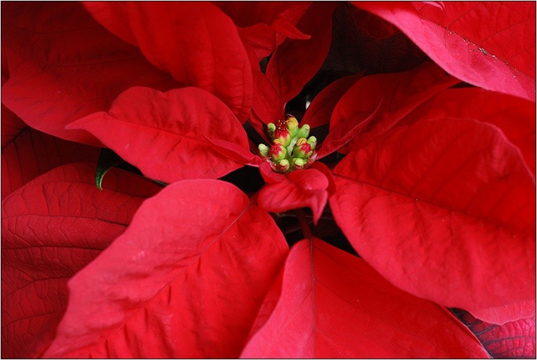 Gwiazda betlejemska - roślina, która zakwita w okresie Bożego Narodzenia