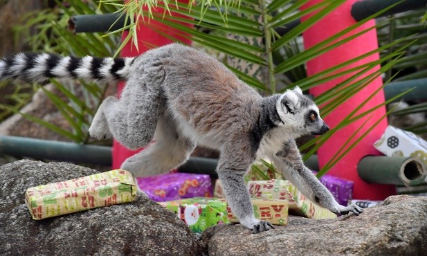 Lemury mają prezenty