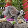 Lemury mają prezenty