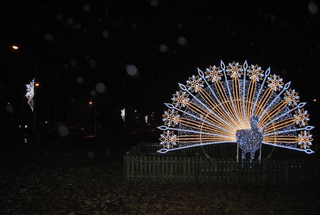 Rozświetlona Stalowa Wola