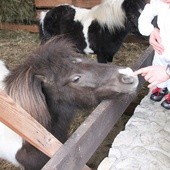 Betlejem z mieszkańcami zoo