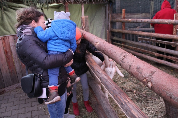 Szopka z żywymi zwierzętami w Starczowie