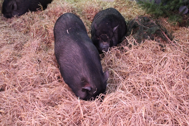 Szopka z żywymi zwierzętami w Starczowie