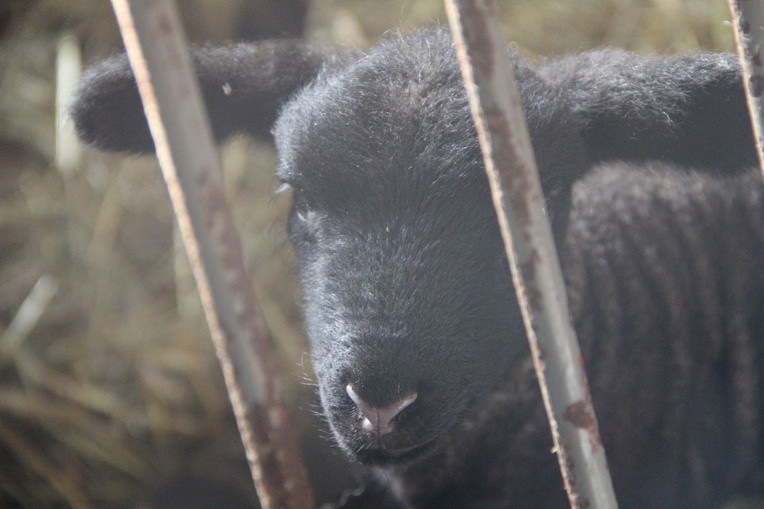 Żywa szopka w Błoniu