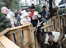 Koza Mikołaj chętnie pozuje i niczym kot łasi się do zwiedzających