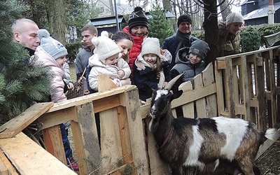 Koza Mikołaj stała się ulubienicą odwiedzających mikuszowicką szopkę.