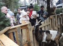 Koza Mikołaj stała się ulubienicą odwiedzających mikuszowicką szopkę.