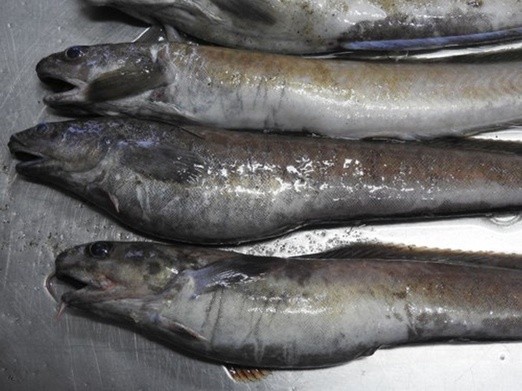 Nietypowe ryby wyrzucone na helski brzeg 