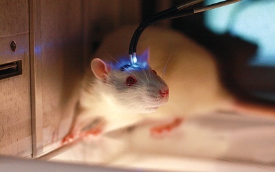 Wiązka lasera może diametralnie zmienić zachowanie zwierzęcia.