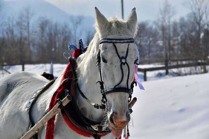 Parada Gazdowska i wyścigi kumoterek