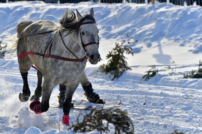 Parada Gazdowska i wyścigi kumoterek