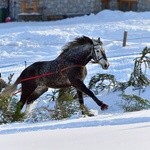 Parada Gazdowska i wyścigi kumoterek