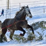 Parada Gazdowska i wyścigi kumoterek